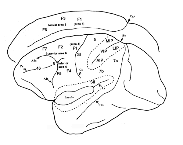 Arcuate Sulcus